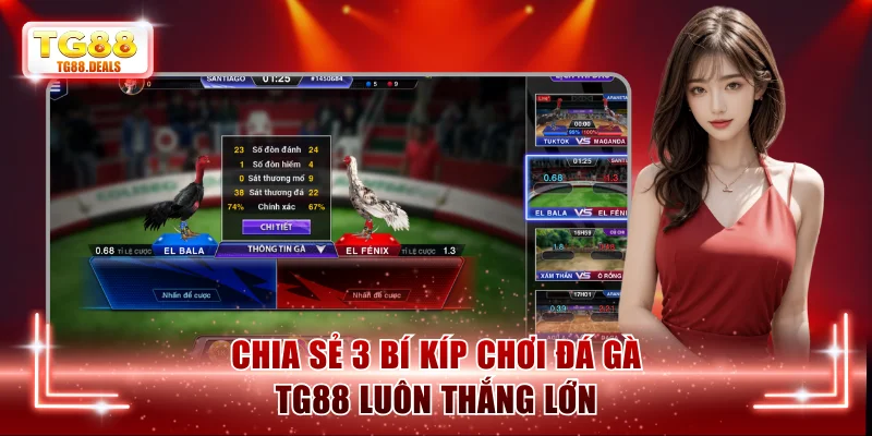 Chia sẻ 3 bí kíp chơi đá gà TG88 luôn thắng lớn