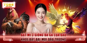 Đá gà cựa dao