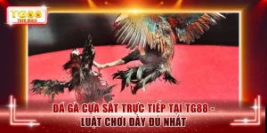 Đá gà cựa sắt